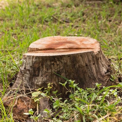 Stump removing help 